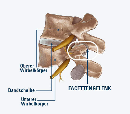 Wirbelkoerper-illustration